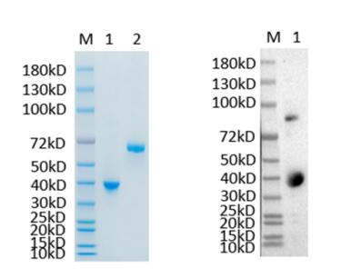 1. TNFRSF12A-1646R <br />2. BSA